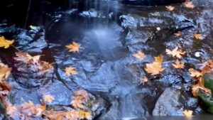 Autumn falls